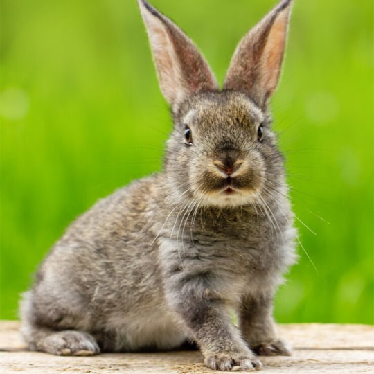 Veterinario Conejos-min