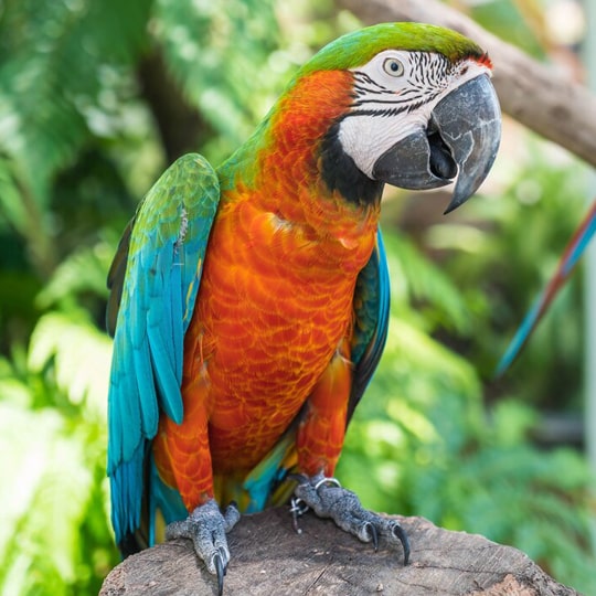 Veterinario de Aves-min