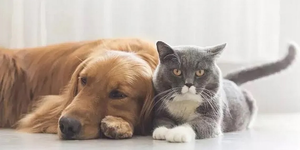 Veterinario de Perros - Veterinario de Gatos-min