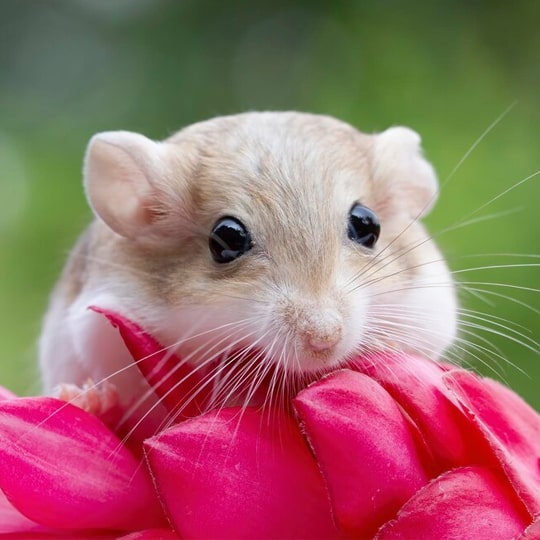 Veterinario de roedores-min