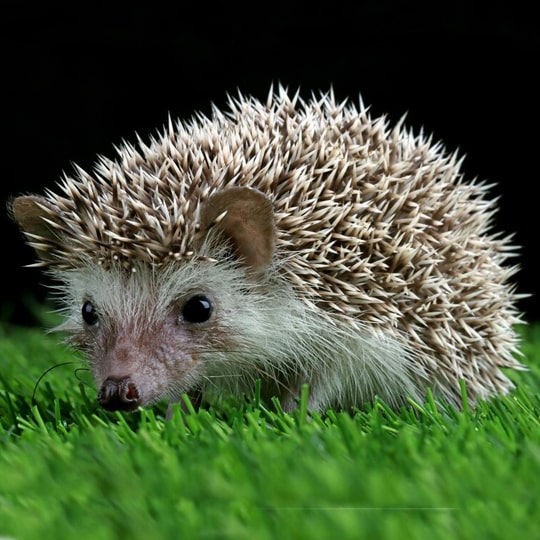 Veterinario para Erizo-min